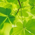 Photographie de feuilles illustrant notre engagement pour la protection de l'environnement